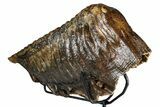 Woolly Mammoth Lower M Molar with Stand - North Sea Deposits #370336-4